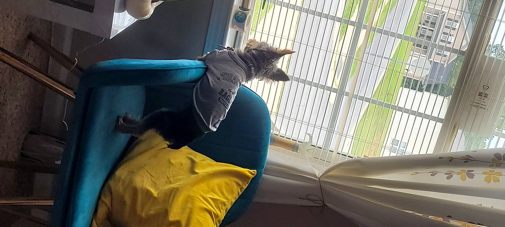 Braxton is registered to the contest to win money with this photo: beak, bird, comfort, feather, felidae, leisure, mammal, mesh, perching_bird, pet_supply, plant, shade, small_to_medium_sized_cats, tail, tints_and_shades, vehicle_door, vertebrate, wildlife, window, wing