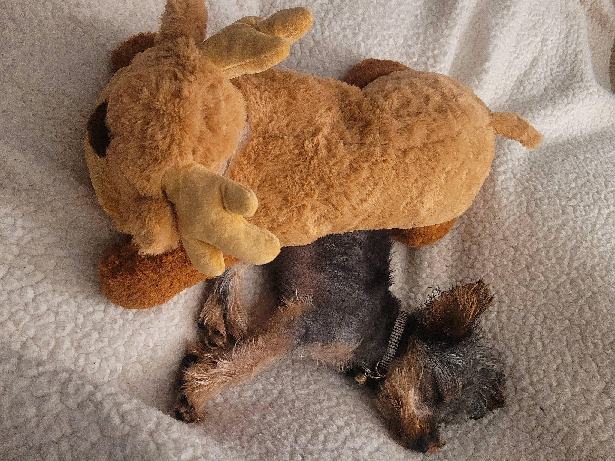 Braxton joined the competition — help win amazing prizes! art, canidae, carnivore, companion_dog, dog, dog_breed, fawn, felidae, foot, fur, liver, paw, snout, sporting_group, stuffed_toy, tail, terrestrial_animal, toy, wood, working_animal