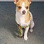 Gizmo joined the competition — help win amazing prizes! dog, chihuahua, small_dog, tan_and_white, carpet, indoor, pet, rope_toy, sitting, attentive, cute, animal, canine, ears_up, fur, domestic_animal, companion, looking, floor, portrait