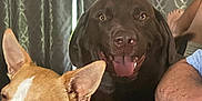 Gizmo is registered to the contest to win money with this photo: dog, chocolate_labrador, small_dog, indoor, curtains, pet, animal, happy, tongue_out, brown, white, tan, ears, face, person_arm, relaxed, companion, domestic, closeup, portrait