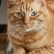 Tessie is registered to the contest to win money with this photo: animal, cat, close_up, cute, domestic_cat, feline, fur, ginger_cat, glass_surface, green_eyes, house_pet, indoor, paws, pet, portrait, relaxed, resting, tabby, whiskers, wooden_furniture