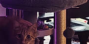 Timmy joined the competition — help win amazing prizes! cat, kitten, cat_tree, furniture, indoor, purple_light, curious, pet, animal, cozy, orange_tabby, hideout, playful, home, decor, soft_light, toy_ball, window, wooden_chair, floor
