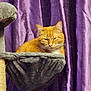 animal, cat, cat_tree, cozy, curtain, domestic_cat, feline, fur, ginger_cat, hammock, home, indoor, orange_fur, pet, purple_curtain, relaxed, resting, sleepy, soft_texture, whiskers