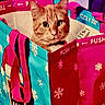 Timmy joined the competition — help win amazing prizes! bag_handle, big_eyes, cat, closeup, colorful, curious, cute, fabric, grocery_bag, indoors, orange_fur, packaging, pet, portrait, reusable_bag, shopping_bag, snowflake_pattern, tabby_cat, tag, whiskers
