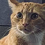 Timmy joined the competition — help win amazing prizes! cat, orange_tabby, closeup, feline, whiskers, curious, pet, animal, indoor, fur, face, ears, eyes, nose, portrait, mammal, domestic, cute, furry