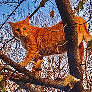 Timmy is registered to the contest to win money with this photo: cat, orange_tabby, tree, branches, leaves, outdoor, nature, animal, feline, autumn, sky, curious, climbing, wildlife, pet, mammal, branch, daylight, leaf, forest