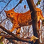 cat, orange_tabby, tree, branches, leaves, outdoor, nature, animal, feline, autumn, sky, curious, climbing, wildlife, pet, mammal, branch, daylight, leaf, forest