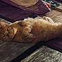 animal, carpet, cat, comfortable, cozy, curious, ears, feline, floor, fur, home, indoor, lying_down, orange_tabby, paws, pet, relaxed, rug, sleepy, whiskers