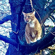 Timmy joined the competition — help win amazing prizes! alert, bark, branch, cat, climbing, closeup, curious, ginger_cat, green_eyes, nature, outdoor, paws, perched, portrait, sky, tree, trunk, whiskers, wildlife, winter_branches