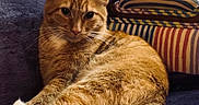 Timmy is registered to the contest to win money with this photo: animal, cat, closeup, comfortable, couch, cushion, cute, domestic, ears, feline, fur, indoor, orange_tabby, pet, relaxed, resting, soft, striped, tail, whiskers