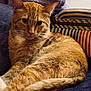 Timmy is registered to the contest to win money with this photo: cat, orange_tabby, pet, feline, indoor, couch, cushion, striped, relaxed, fur, whiskers, ears, tail, closeup, animal, domestic, cute, resting, soft, comfortable