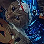 animal, blue, cat, closeup, costume, cute, decorations, fabric, feline, festive, halloween, holiday, indoor, orange, orange_tabby, pet, playful, pumpkin, shark_costume, whiskers