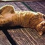 cat, orange_cat, pet, lying_down, upside_down, fur, indoor, carpet, relaxed, cute, animal, whiskers, paws, fluffy, domestic_cat, curious, resting, home, feline, mammal