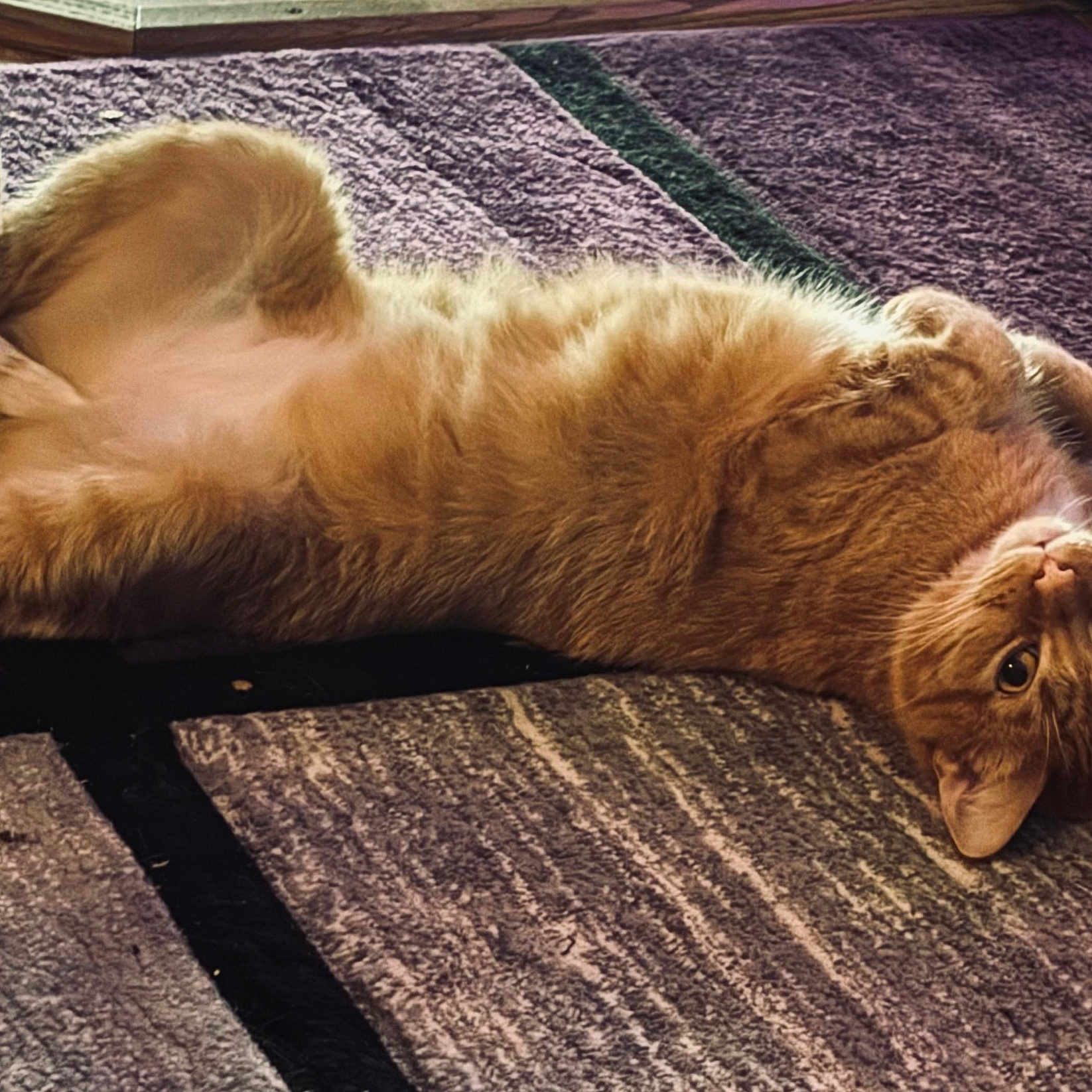 Timmy is registered to the contest to win money with this photo: animal, carpet, cat, curious, cute, domestic_cat, feline, fluffy, fur, home, indoor, lying_down, mammal, orange_cat, paws, pet, relaxed, resting, upside_down, whiskers