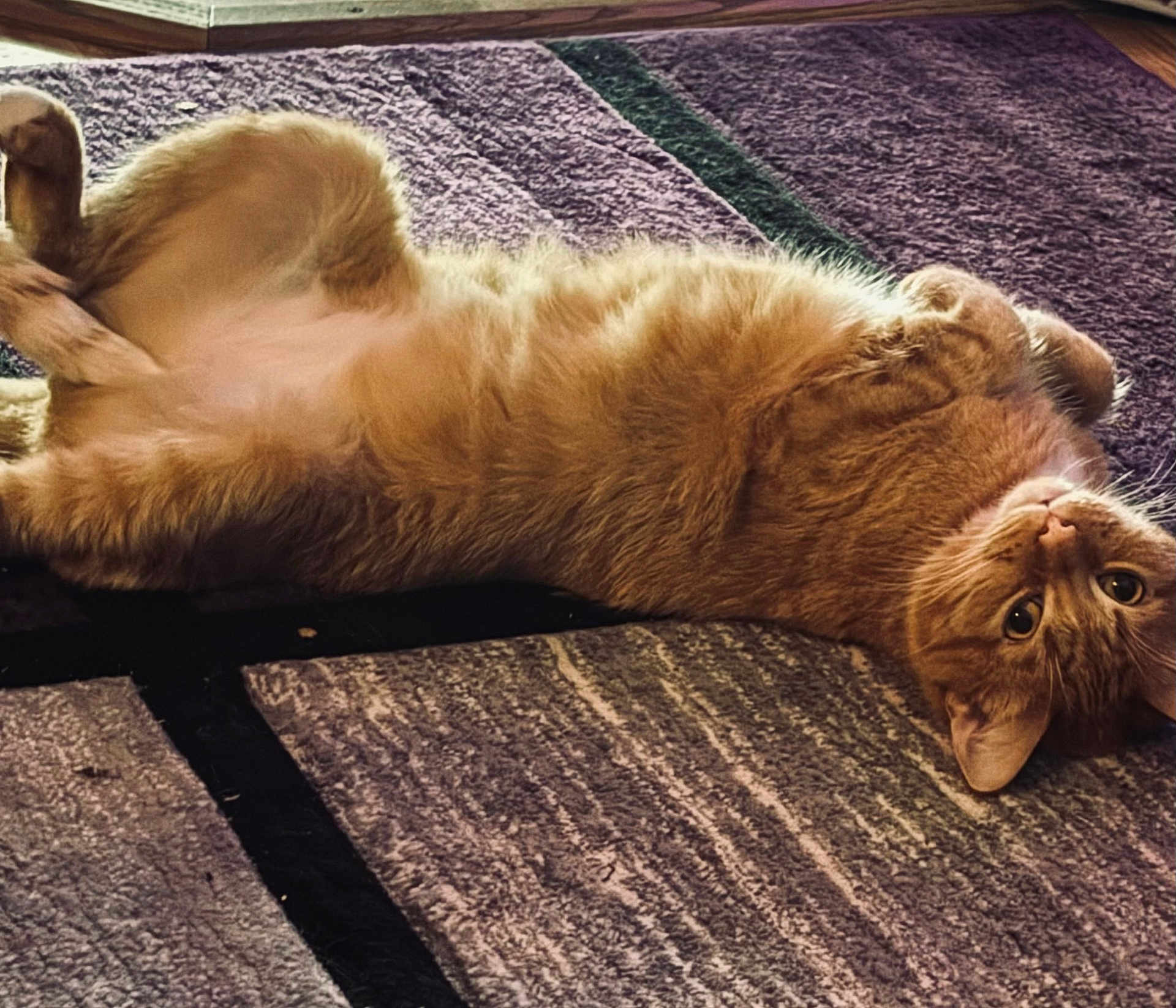 Timmy is registered to the contest to win money with this photo: cat, orange_cat, pet, lying_down, upside_down, fur, indoor, carpet, relaxed, cute, animal, whiskers, paws, fluffy, domestic_cat, curious, resting, home, feline, mammal