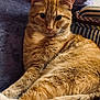 animal, blanket, cat, closeup, couch, cozy, cushion, domestic, ears, feline, fur, indoor, mammal, orange_tabby, pet, portrait, relaxed, resting, soft, whiskers
