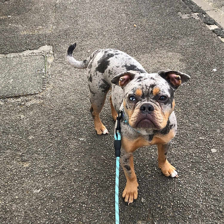 Bear is registered to the contest to win money with this photo: animal, canine, car, collar, curb, dog, ears, leash, leash_handle, outdoor, pavement, pet, road, sidewalk, spotted, street, tail, urban, vehicle, walking