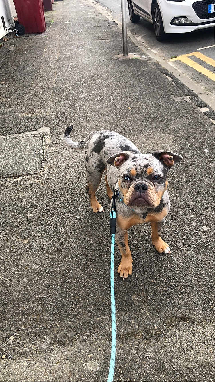 Bear is registered to the contest to win money with this photo: dog, leash, sidewalk, street, urban, pet, canine, walking, outdoor, pavement, vehicle, car, curb, road, animal, spotted, ears, tail, collar, leash_handle