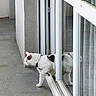 Ubi participe au concours pour gagner de l'argent avec cette photo : animal, balcony, black_patches, cat, concrete_floor, curious, daylight, domestic, exploring, glass_door, home, house, outdoor, pet, reflection, side_view, sliding_door, walking, white_cat, window
