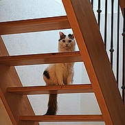 Ubi a rejoint le concours — aidez-le/la à gagner de superbes lots ! animal, balcony_rail, black_spots, cat, curious, domestic, feline, home, indoor, light, looking, pet, quiet, resting, stairs, tail, texture, vertical, white, wood