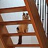 animal, balcony_rail, black_spots, cat, curious, domestic, feline, home, indoor, light, looking, pet, quiet, resting, stairs, tail, texture, vertical, white, wood