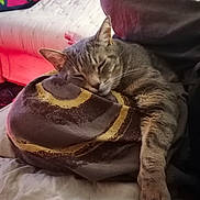 Tao a rejoint le concours — aidez-le/la à gagner de superbes lots ! cat, tabby, sleeping, paw, pillow, bed, blanket, indoor, cozy, relaxing, feline, fur, resting, cute, domestic, animal, pet, comfortable, soft, napping