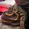 cat, tabby, sleeping, paw, pillow, bed, blanket, indoor, cozy, relaxing, feline, fur, resting, cute, domestic, animal, pet, comfortable, soft, napping