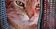 Tao a rejoint le concours — aidez-le/la à gagner de superbes lots ! cat, tabby, pet, animal, mesh_carrier, zipper, feline, indoor, resting, paw, face, closeup, curious, fur, whiskers, red_background, cozy, looking, portrait, domestic