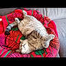 Tao participe au concours pour gagner de l'argent avec cette photo : cat, fluffy, lying_down, belly_up, blanket, red, pink, floral_pattern, couch, gray, relaxed, cozy, indoor, pet, sleepy, cute, feline, animal, resting, soft