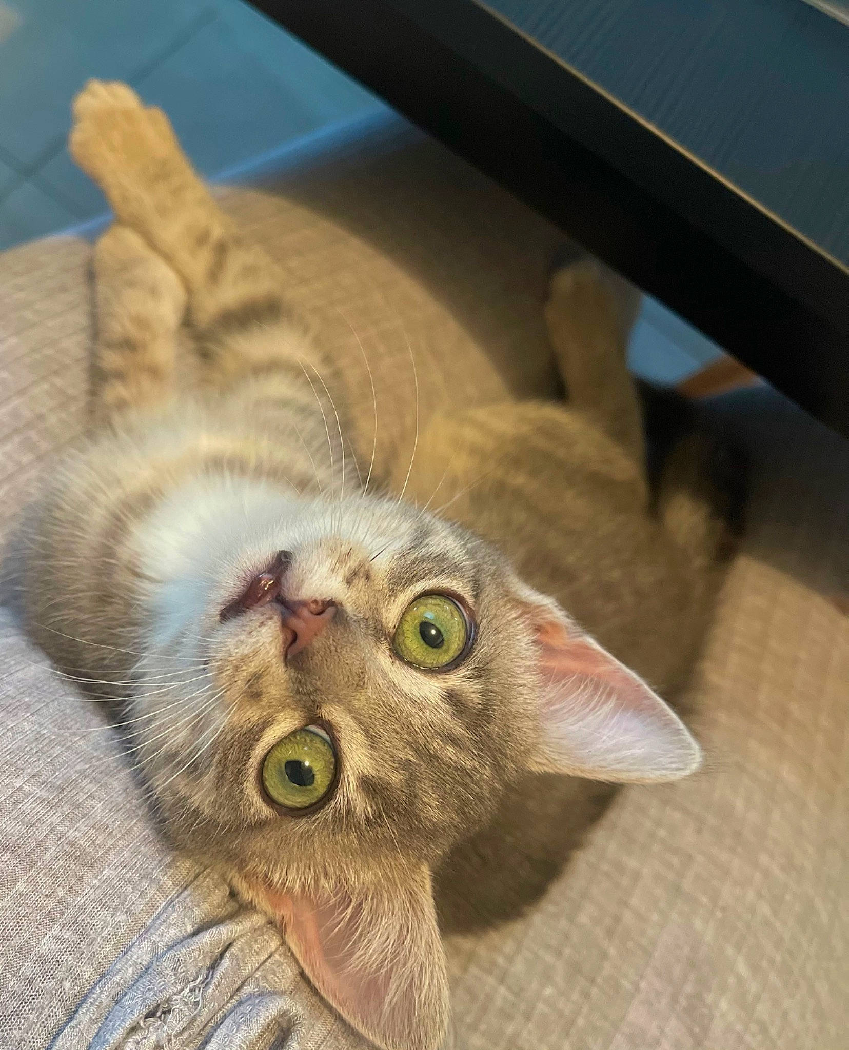 Alvin a rejoint le concours — aidez-le/la à gagner de superbes lots ! carnivore, cat, claw, comfort, domestic_short_haired_cat, ear, fawn, felidae, fur, paw, plant, sand, small_to_medium_sized_cats, snout, tail, whiskers, wildlife, wood