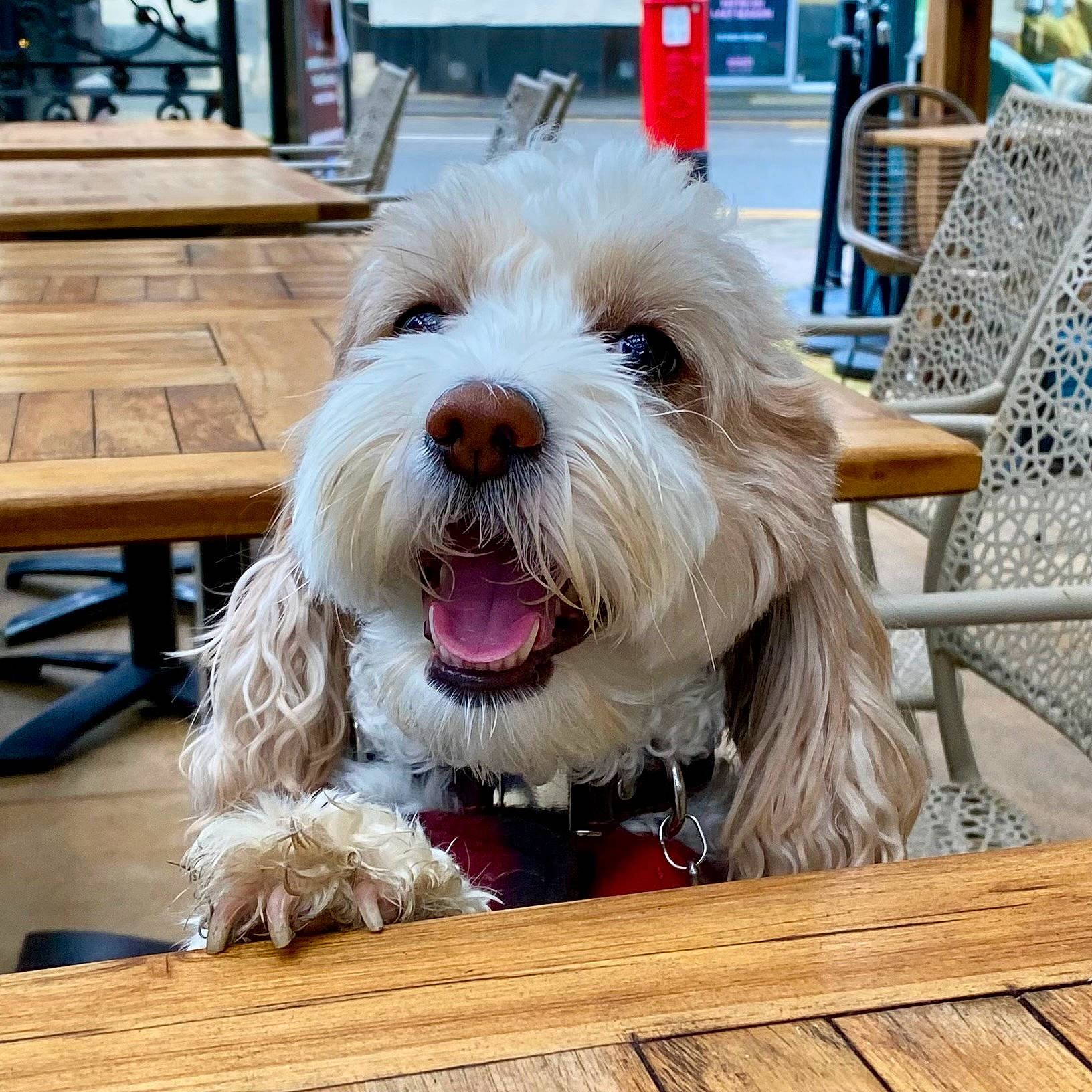 Archie is registered to the contest to win money with this photo: canidae, carnivore, chair, companion_dog, dog, dog_breed, dog_collar, flooring, fur, hardwood, liver, outdoor_furniture, plank, snout, sporting_group, terrier, toy_dog, wood, wood_stain, working_animal