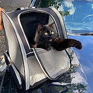 Kyo joined the competition — help win amazing prizes! animal, backpack, black_cat, car, cat, daylight, fur, hand, mesh, nature, outdoor, paw, pet, pet_carrier, reflection, road, sky, stretching, travel, yellow_eyes