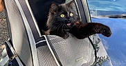 Kyo is registered to the contest to win money with this photo: animal, black_cat, car, cat, daylight, fur, hand, mesh, nature, outdoor, paw, pet, pet_carrier, reflection, sky, transport, trees, vehicle, yellow_eyes, zipper