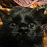 black_cat, close_up, cat_face, green_eyes, curious, pet, animal, feline, whiskers, ears, fur, indoor, blanket, texture, closeup, portrait, domestic_cat, looking, cute, soft