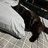 Kyo joined the competition — help win amazing prizes! black_cat, sleeping, bed, pillow, blanket, gray, checkered_pattern, furniture, dresser, gaming_console, television, indoor, cozy, resting, pet, fur, animal, relaxing, home, night