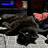 black_cat, cat, pet, animal, green_eyes, fur, bedspread, blanket, plush_toys, cozy, indoor, resting, laying_down, cute, soft_lighting, furniture, home, relaxation, domestic_animal, whiskers