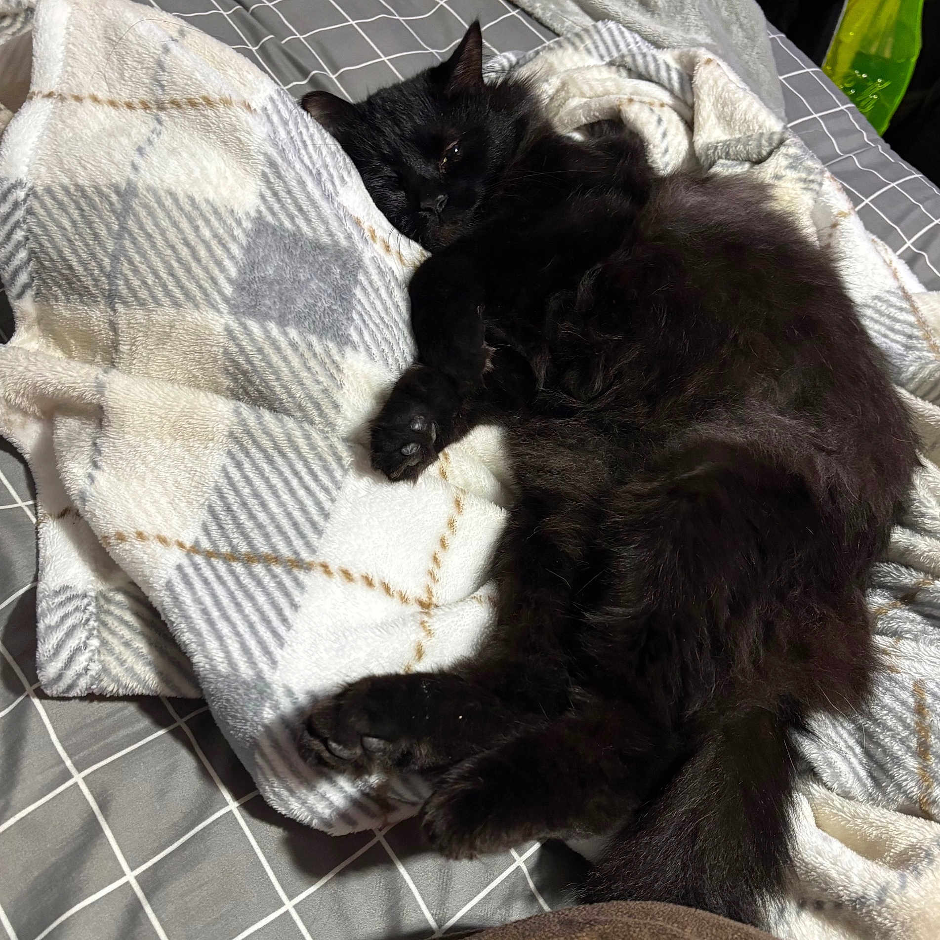 Kyo is registered to the contest to win money with this photo: cat, black_cat, sleeping, blanket, bed, furry, cozy, indoor, pet, paw, tail, fur, resting, domestic_animal, comfort, soft, relaxed, animal, cute, nap