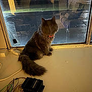 Ali joined the competition — help win amazing prizes! cat, fluffy, collar, windowsill, window, reflection, indoor, cables, device, furniture, pet, animal, feline, sitting, night, dim_light, silhouette, shadow, glass, curiosity