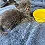 kitten, gray_fur, blue_towel, yellow_bowl, water, pet, cute, animal, feline, young_cat, domestic_cat, fur, whiskers, ears, eyes, indoor, soft_texture, resting, car_seat, background