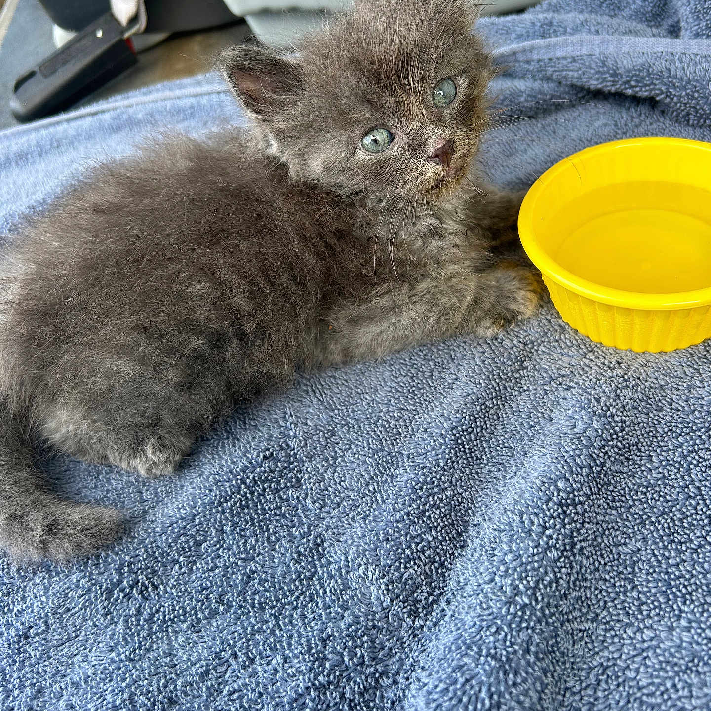 Lil Ali is registered to the contest to win money with this photo: animal, background, blue_towel, car_seat, cute, domestic_cat, ears, eyes, feline, fur, gray_fur, indoor, kitten, pet, resting, soft_texture, water, whiskers, yellow_bowl, young_cat