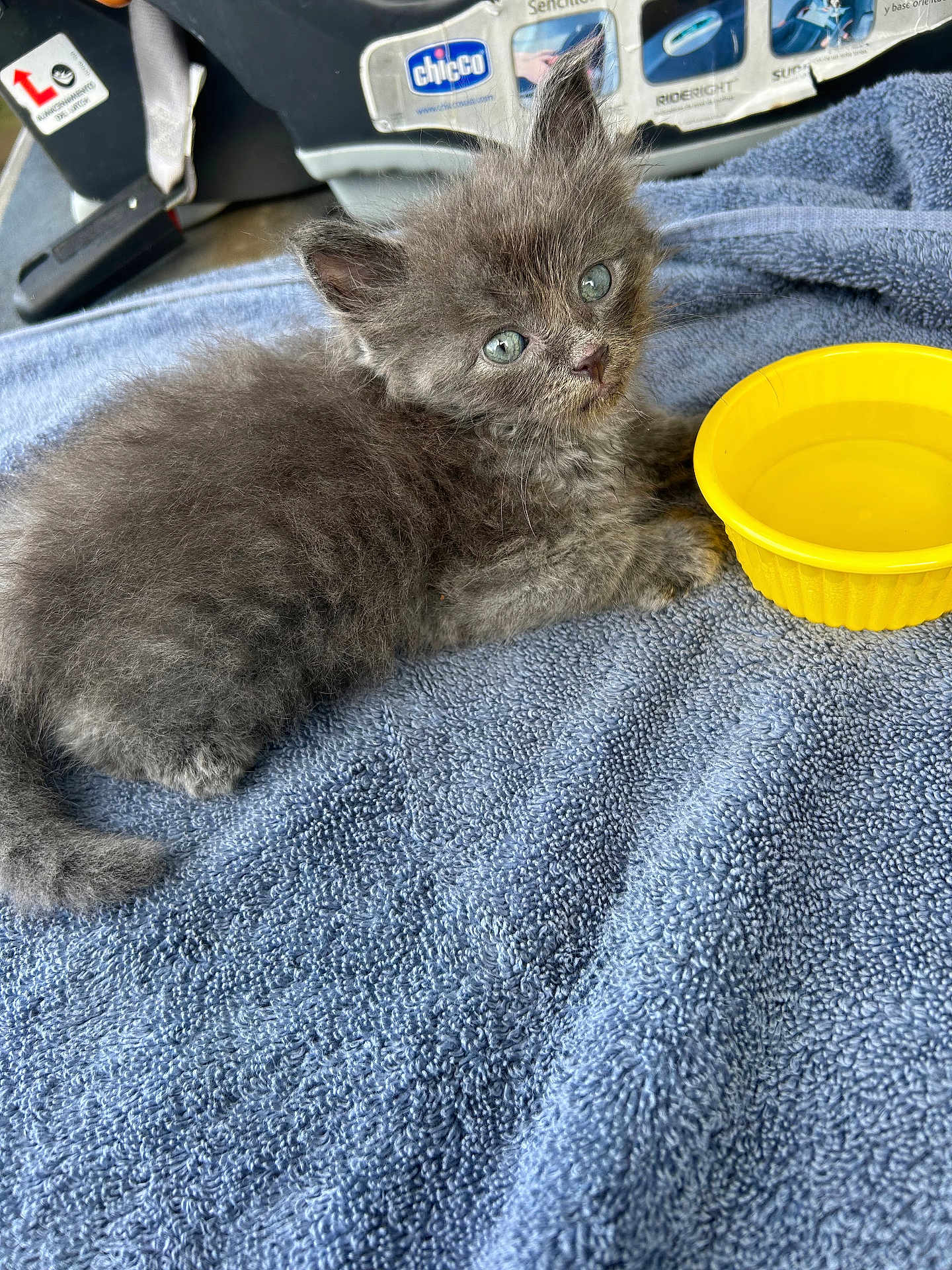 Lil Ali is registered to the contest to win money with this photo: kitten, gray_fur, blue_towel, yellow_bowl, water, pet, cute, animal, feline, young_cat, domestic_cat, fur, whiskers, ears, eyes, indoor, soft_texture, resting, car_seat, background