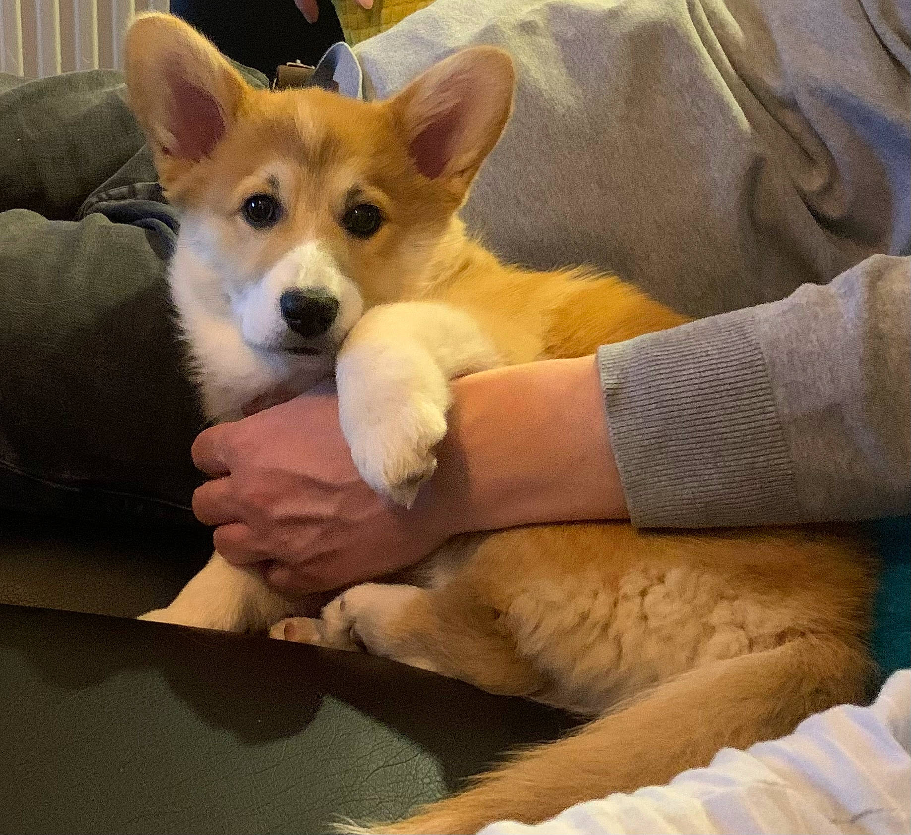 Shelby a rejoint le concours — aidez-le/la à gagner de superbes lots ! canidae, carnivore, comfort, companion_dog, corgi_chihuahua, dog, dog_breed, ear, fawn, fur, furniture, linens, mammal, non_sporting_group, snout, sporting_group, vertebrate, whiskers, working_animal, wrist