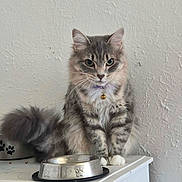 Charlotte joined the competition — help win amazing prizes! cat, gray_cat, fluffy, long_hair, feline, pet, sitting, portrait, green_eyes, collar, bell, food_bowl, empty_bowl, paw_print, tail, indoors, white_cabinet, textured_wall, domestic_animal, alert