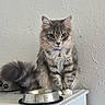 cat, gray_cat, fluffy, long_hair, feline, pet, sitting, portrait, green_eyes, collar, bell, food_bowl, empty_bowl, paw_print, tail, indoors, white_cabinet, textured_wall, domestic_animal, alert
