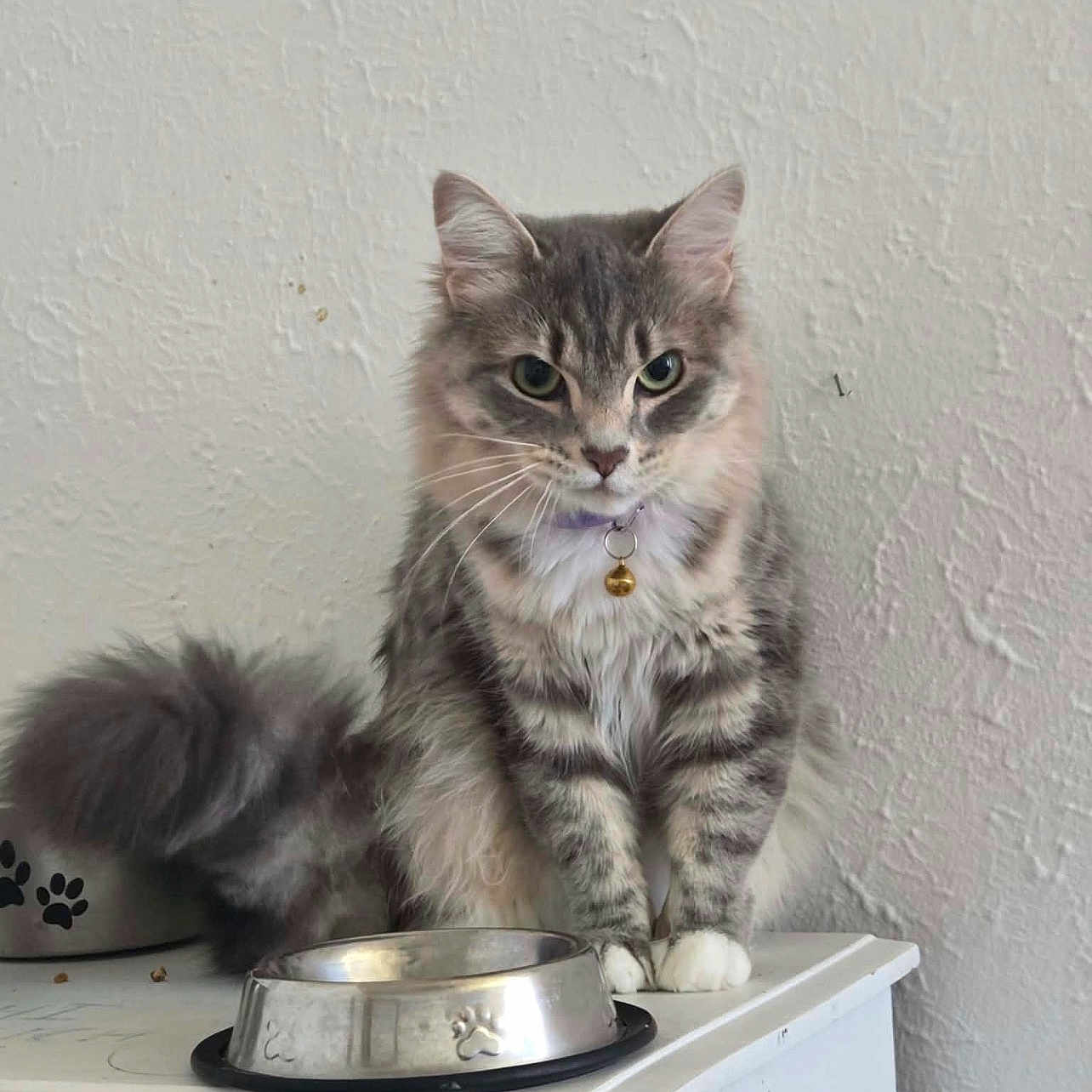 Charlotte joined the competition — help win amazing prizes! cat, gray_cat, fluffy, long_hair, feline, pet, sitting, portrait, green_eyes, collar, bell, food_bowl, empty_bowl, paw_print, tail, indoors, white_cabinet, textured_wall, domestic_animal, alert
