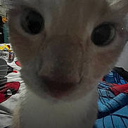 Philiam Coleman joined the competition — help win amazing prizes! cat, close_up, indoor, pet, feline, curious, face, whiskers, bed, blanket, fabric, dim_light, blur, animal, domestic_animal, fur, nose, eyes, clutter, background