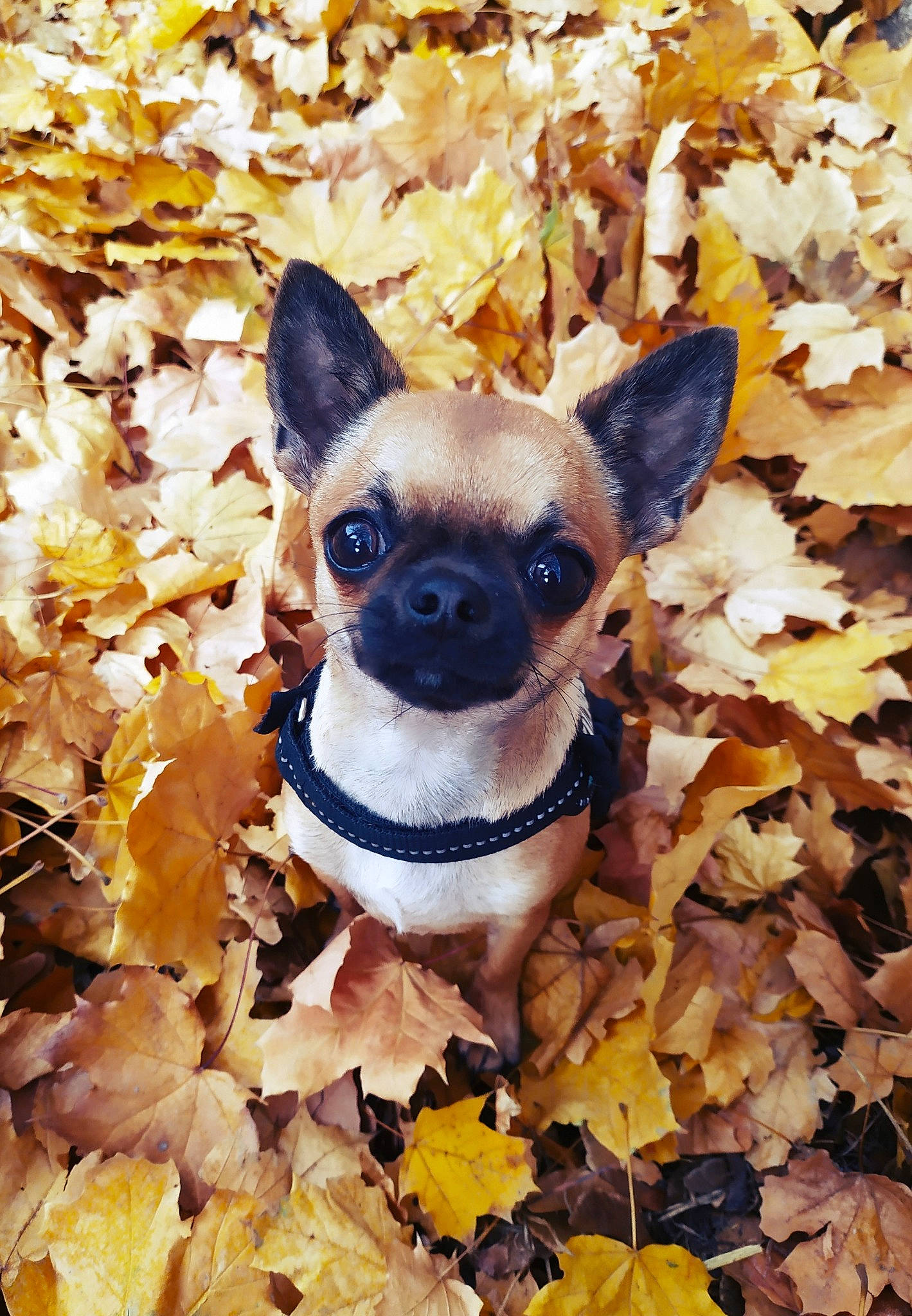 Poutine participe au concours pour gagner de l'argent avec cette photo : autumn, canidae, carnivore, chihuahua, companion_dog, dog, dog_breed, fawn, leaf, plant, puppy, snout, toy_dog, tree, yellow