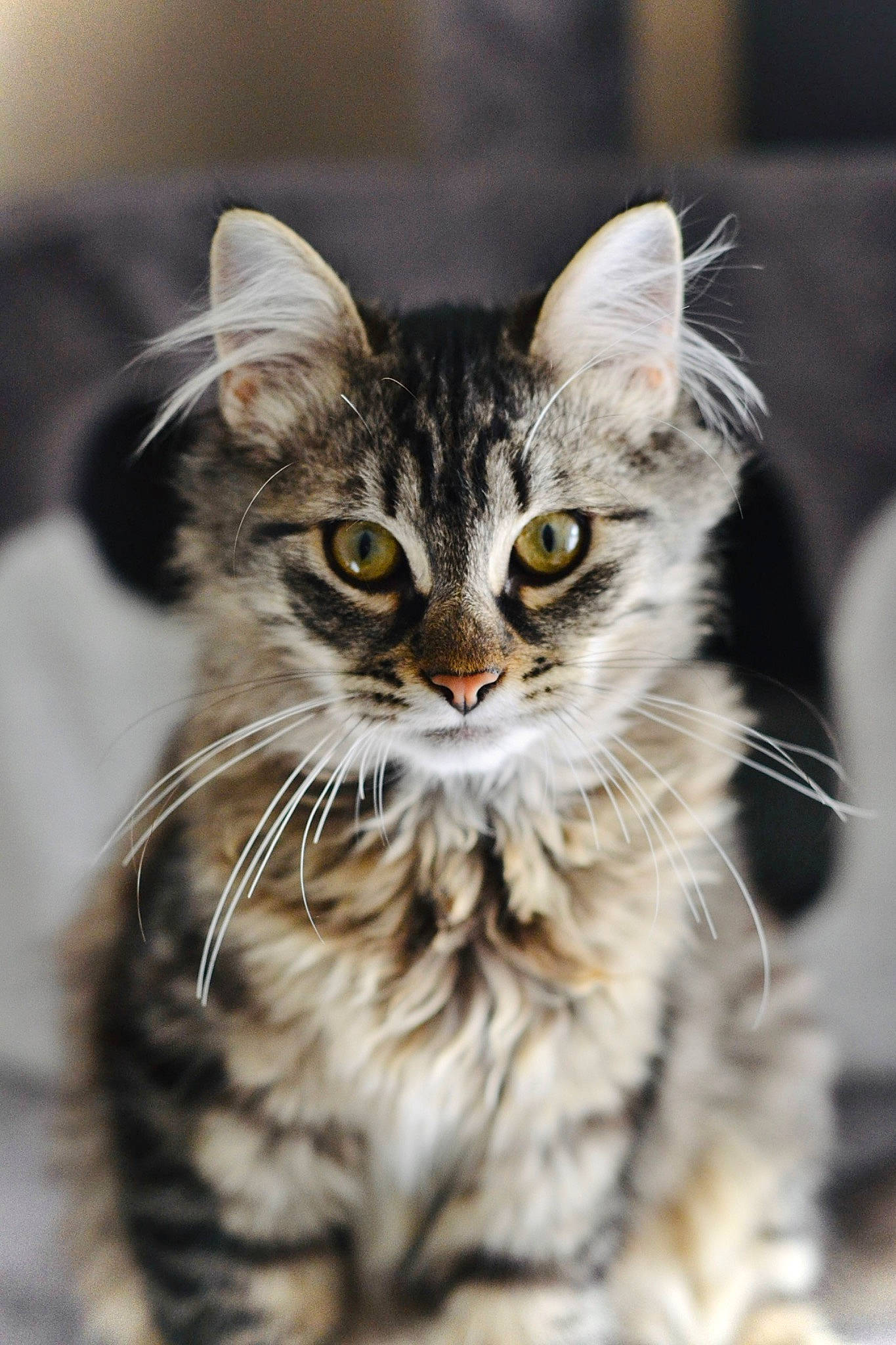 Bobby participe au concours pour gagner de l'argent avec cette photo : carnivore, cat, claw, close_up, domestic_short_haired_cat, felidae, fur, maine_coon, paw, small_to_medium_sized_cats, snout, tail, terrestrial_animal, whiskers, wildlife