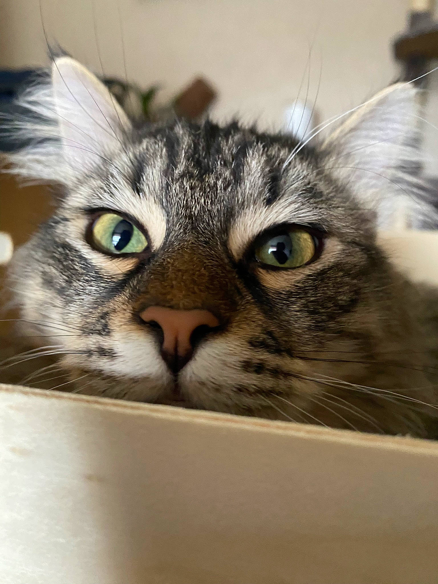 Bobby a rejoint le concours — aidez-le/la à gagner de superbes lots ! box, carnivore, cat, claw, close_up, comfort, domestic_short_haired_cat, eye, felidae, fur, paw, small_to_medium_sized_cats, snout, terrestrial_animal, whiskers, wildlife