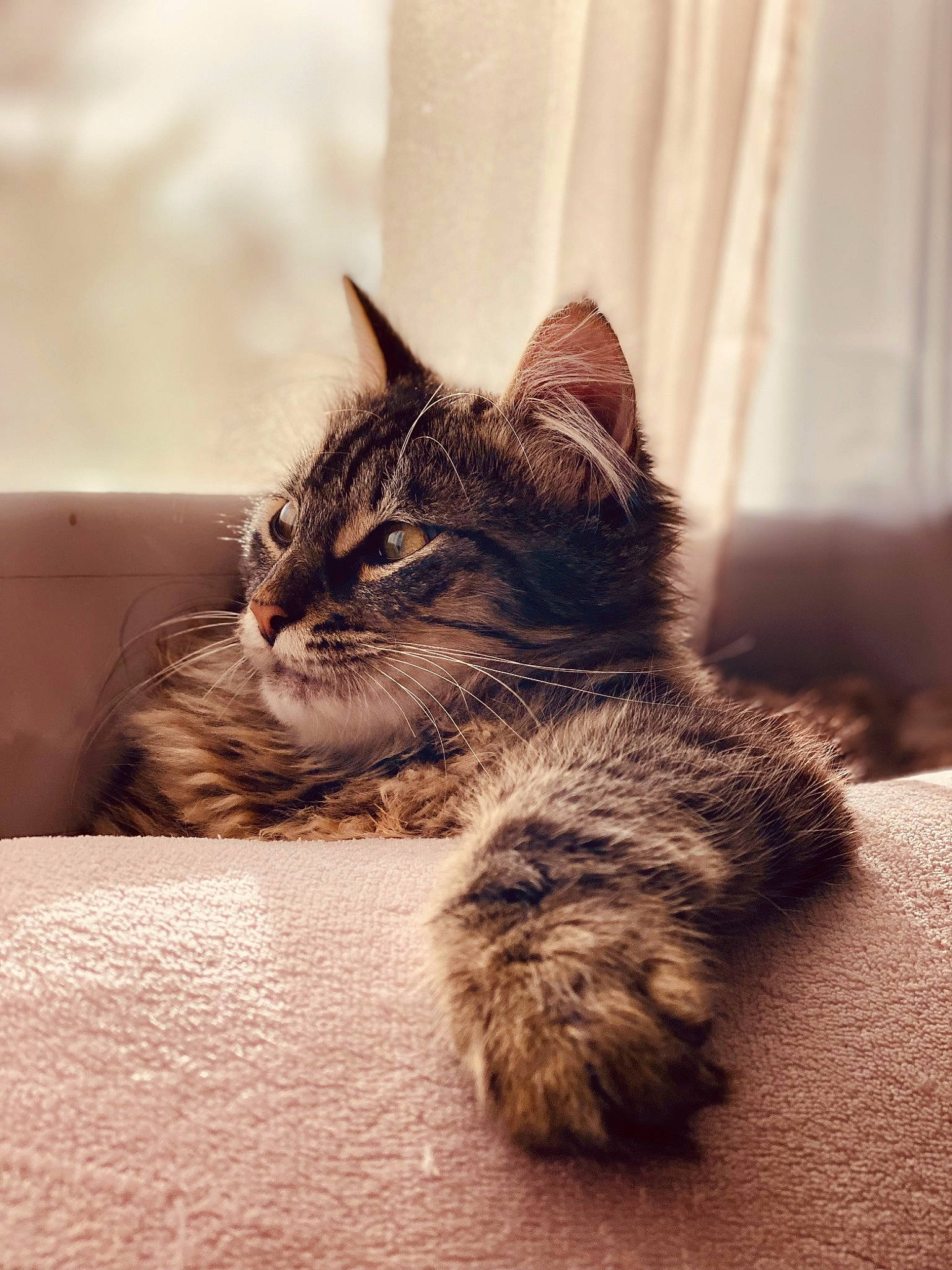 Bobby a rejoint le concours — aidez-le/la à gagner de superbes lots ! carnivore, cat, claw, comfort, curtain, domestic_short_haired_cat, felidae, flooring, fur, paw, plant, sand, sitting, small_to_medium_sized_cats, snout, tail, tree, whiskers, window, wood